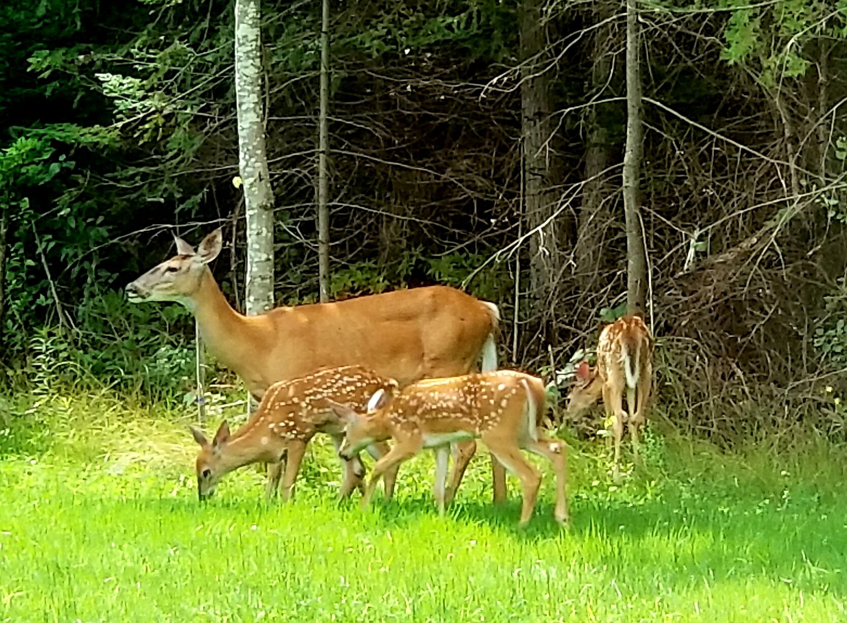 A Family Affair